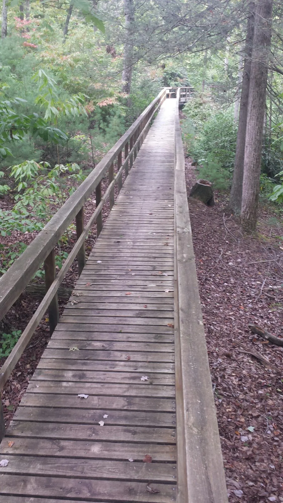 Long wood walkway with handrails built through the woods in Stout